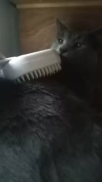 Alberto